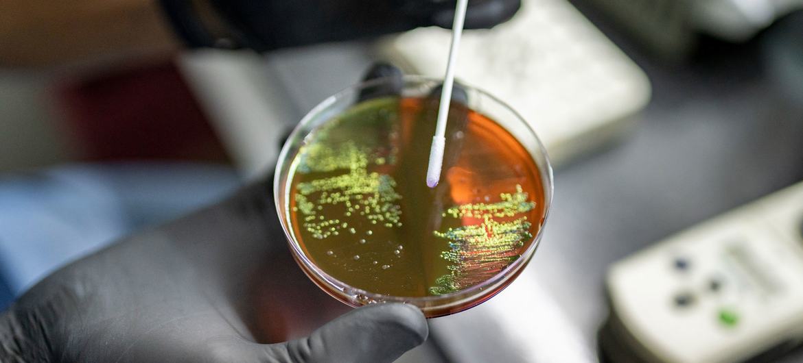 Scientists in Argentina study bacteria samples to track and control the emergence of antimicrobial resistance (AMR). Scientists in Argentina study bacteria samples to track and control the emergence of antimicrobial resistance (AMR).