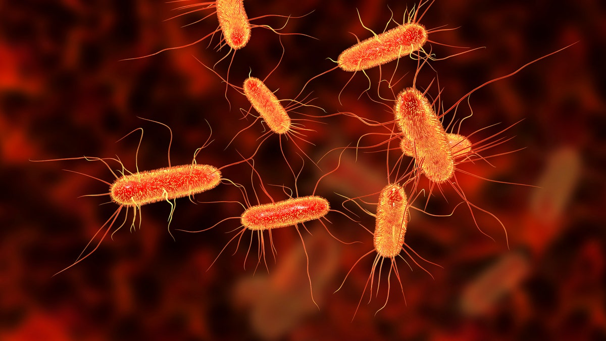 5 top sources of foodborne illness and how to prevent it