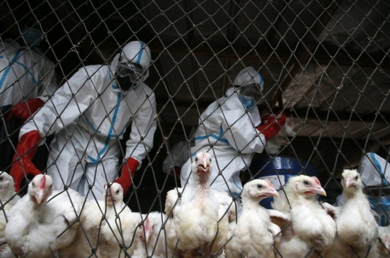 Avian flu has been confirmed in Canada. What does that mean for you?