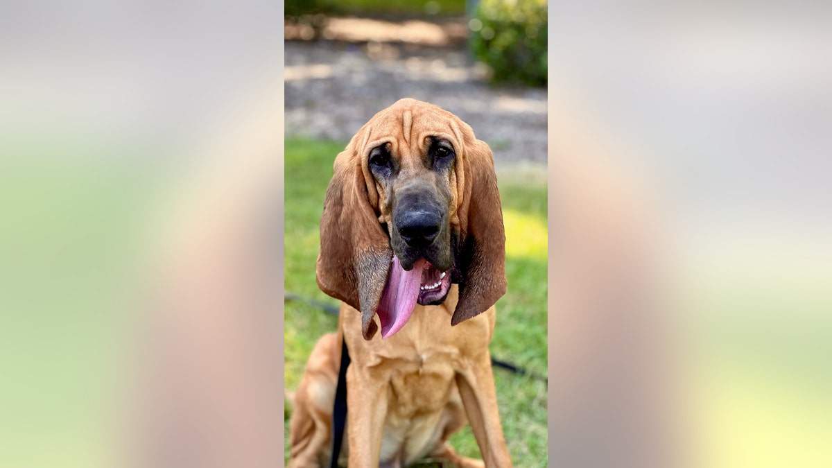 Dog has saved lives and solved crimes from young age, wins standout Hero Dog award