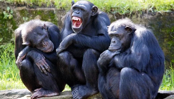 Monkeys can’t type entire work of Shakespeare: study