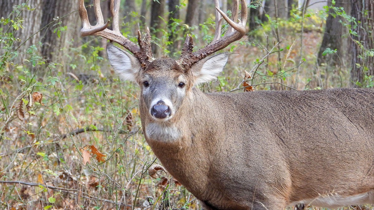 Multiple hunters suffer heart attacks while dragging heavy deer