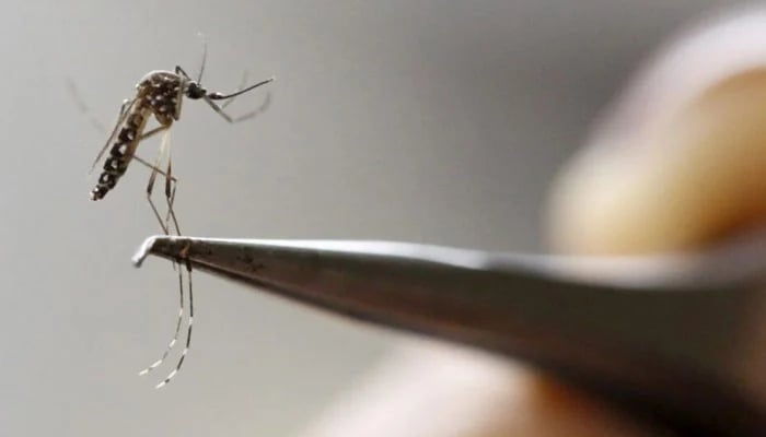 Over 400 die in Bangladesh as dengue crisis deepens