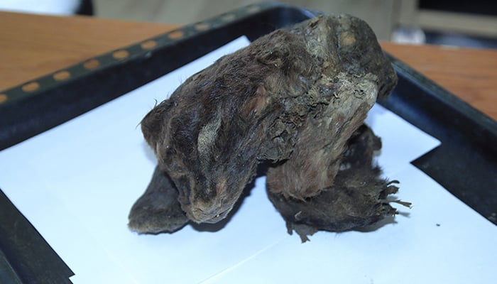 Russian scientists hail discovery of 32,000-year-old sabre-toothed cat cub