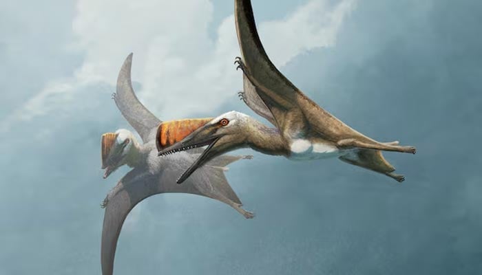 Scientists unlock history of ancient flying reptiles with rare fossil in Germany