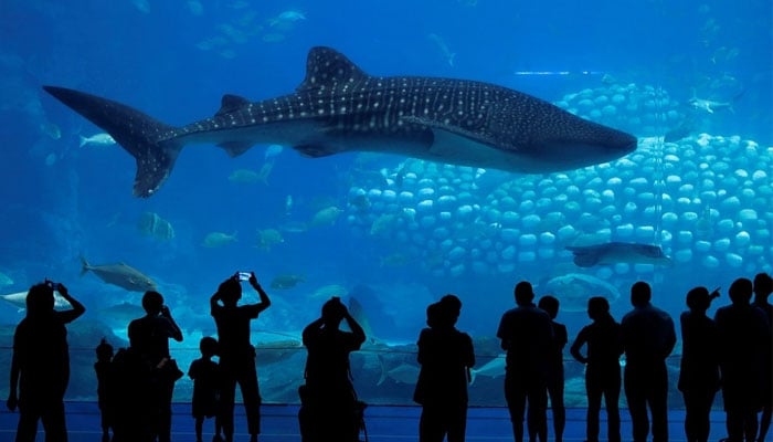 Visitors enraged after China aquarium showcases robotic whale shark
